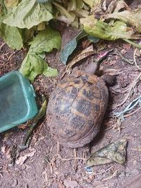 Tartaruga hermanni