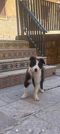 Cucciolo Border Collie
