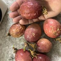 Piante frutti tropicali