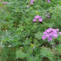 Prato Verbena Hybrida 🌿 Resistente e a bassa cura