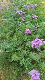 Prato Verbena Hybrida 🌿 Resistente e a bassa cura