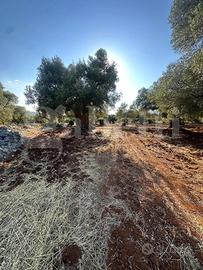 Terreno Agricolo Ostuni [Cod. rif 3331447VCG]