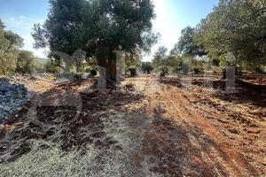 Terreno Agricolo Ostuni [Cod. rif 3331447VCG]