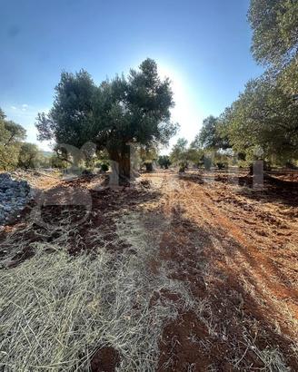 Terreno Agricolo Ostuni [Cod. rif 3331447VCG]