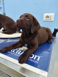 Labrador Retriever puppy