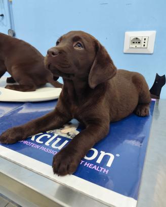 Labrador Retriever puppy