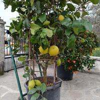 pianta di limone