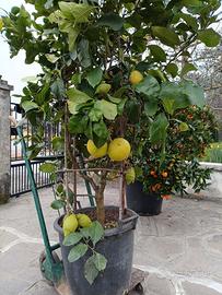 pianta di limone