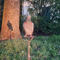 Piccioni addestrati sulla racchetta