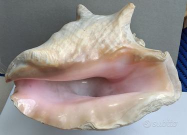 Conchiglia naturale gigante di Strombus - Bahamas