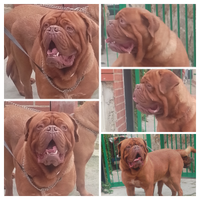 Dogue de bordeaux per monta