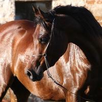 Cavallo
