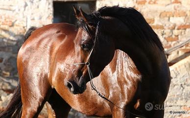 Cavallo