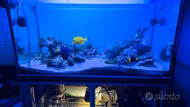 ACQUARIO MARINO 