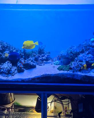 ACQUARIO MARINO 