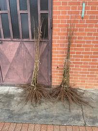 Piantine nocciolo tgl