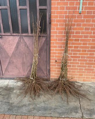 Piantine nocciolo tgl