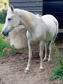 Cavalla per principianti