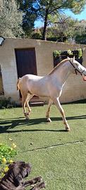 Puledro andaluso