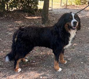 Bovaro del bernese