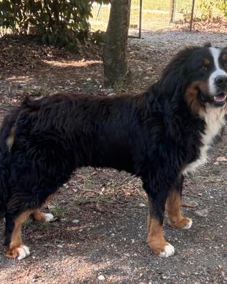 Bovaro del bernese