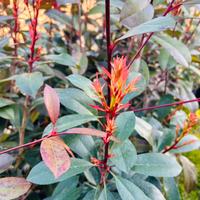 ULTIME piante siepe photinia red robin 1.20mt