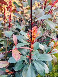ULTIME piante siepe photinia red robin 1.20mt