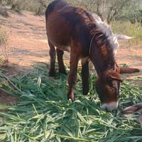 Asine di martina franca