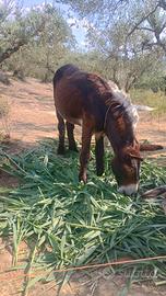 Asine di martina franca