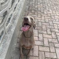 Maschio Weimaraner