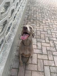 Maschio Weimaraner