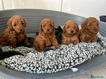 Cuccioli di barboncini toy maschi femmine