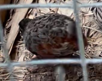 Quaglie cinesi
