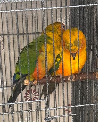 Coppia conuri del sole