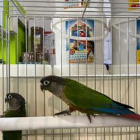 Pyrrhura molinae coppia