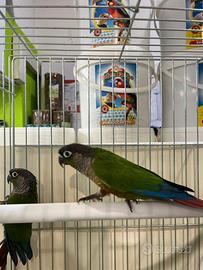 Pyrrhura molinae coppia