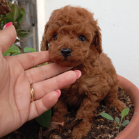 Cuccioli di barboncino toy