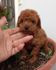 Cuccioli di barboncino toy
