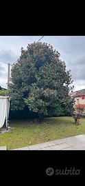 Magnolia Grandiflora