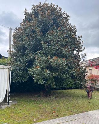 Magnolia Grandiflora