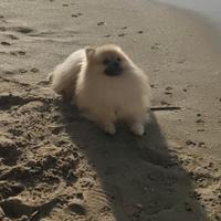 Cucciolo per monta maschio Pomerania Toy