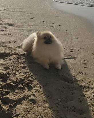 Cucciolo per monta maschio Pomerania Toy