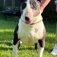Femmina di Bull Terrier inglese standard
