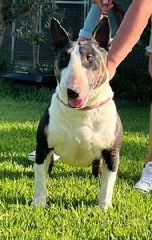 Femmina di Bull Terrier inglese standard