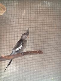 Pappagalli calopsite 2026