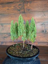 Bonsai boschetto di cipressi. Visita il profilo.