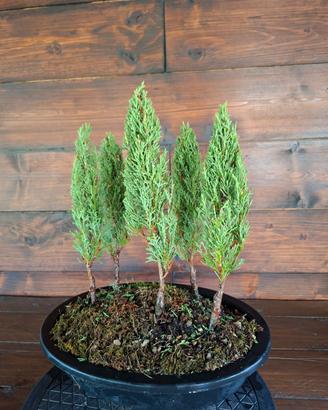 Bonsai boschetto di cipressi. Visita il profilo.