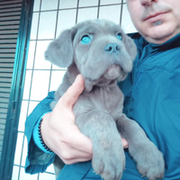 Cuccioli di Corso grigio blue Pedigree ENCI FCI