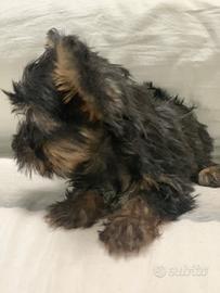 Cuccioli, Yorkshire Terrier mini