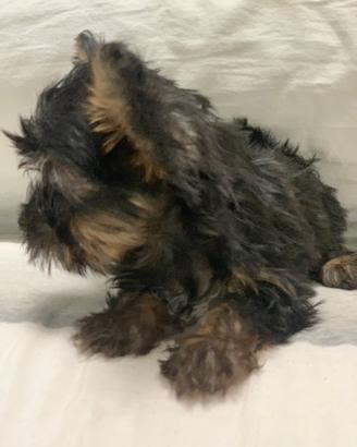 Cuccioli, Yorkshire Terrier mini